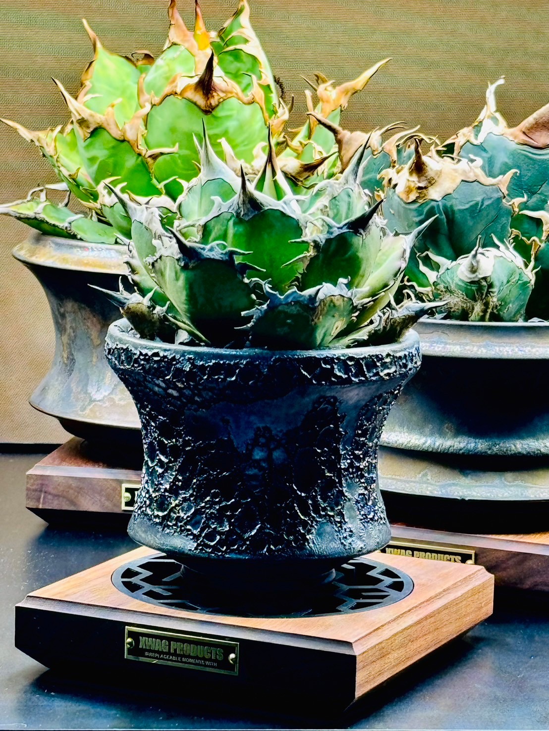 X-TAGE WALNUT ｜Mサイズ｜XWAG PRODUCTS