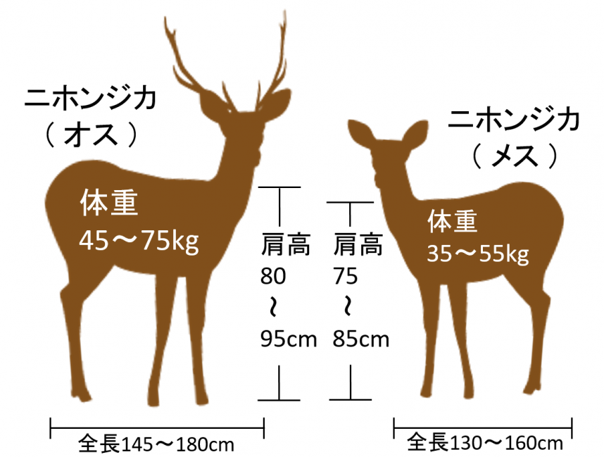 神奈川県のニホンジカ - 神奈川県ホームページ