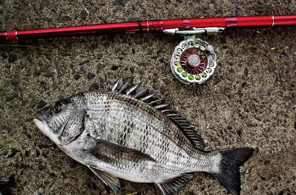 磯/磯釣り/磯ロッド（ダイワ）/ブラックジャックスナイパー 【ヘチ】