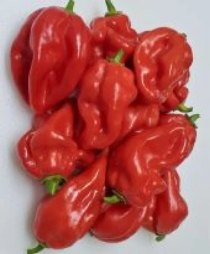 Lester William's Red Peppers, Lester William's Red Pepper Seeds