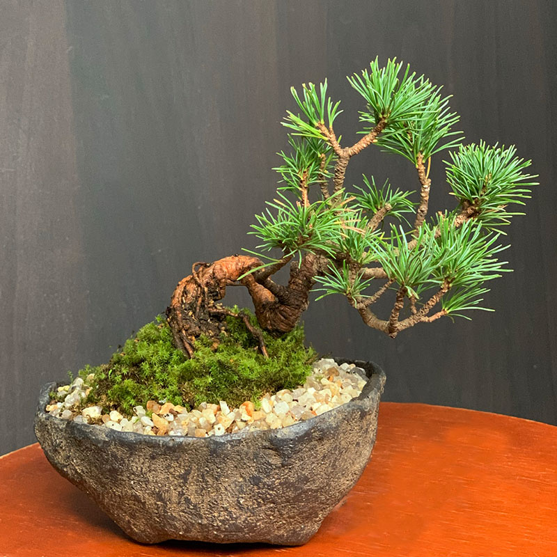 楽天市場】盆栽 五葉松 ゴヨウマツ くらま岩風鉢 鞍馬 ミニ盆栽