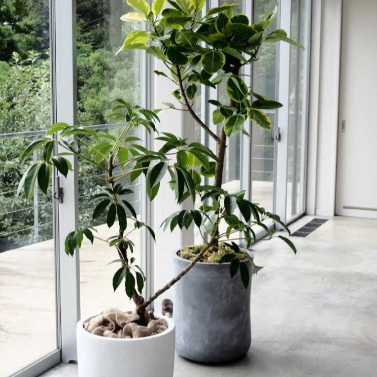 楽天市場】植木鉢 おしゃれ 大型 バスクミドル (2色)＜ 12号 14号 37cm