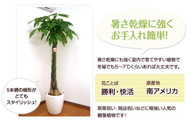 パキラ 約1.5メートル(取りに来ていただける方のみ) パキラの元気がありません。対処法をご教示いただけないでしょ