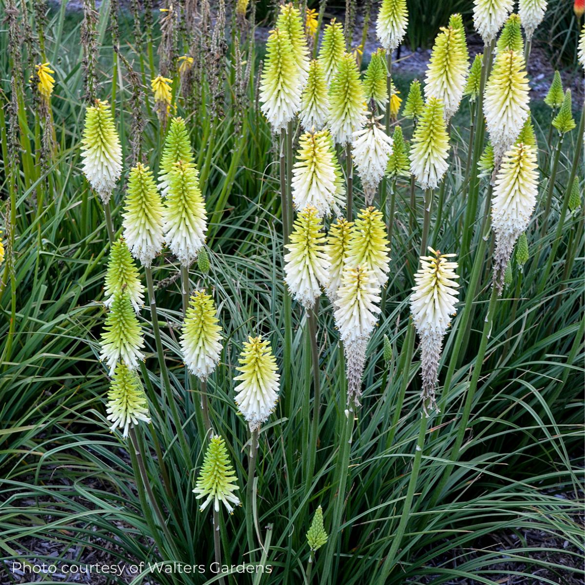 Kniphofia 'Lady Luck' Red Hot Poker