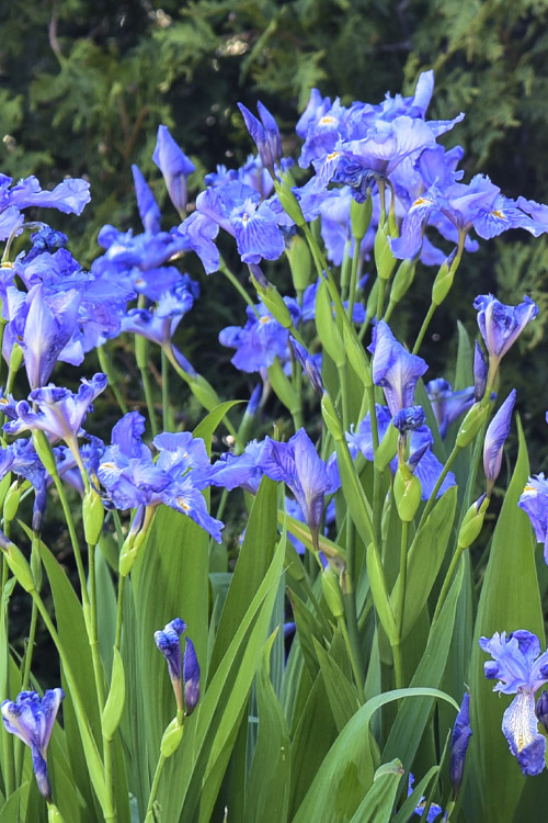 Buy Ming Treasure Amplifora Iris | Free Shipping | Wilson Bros