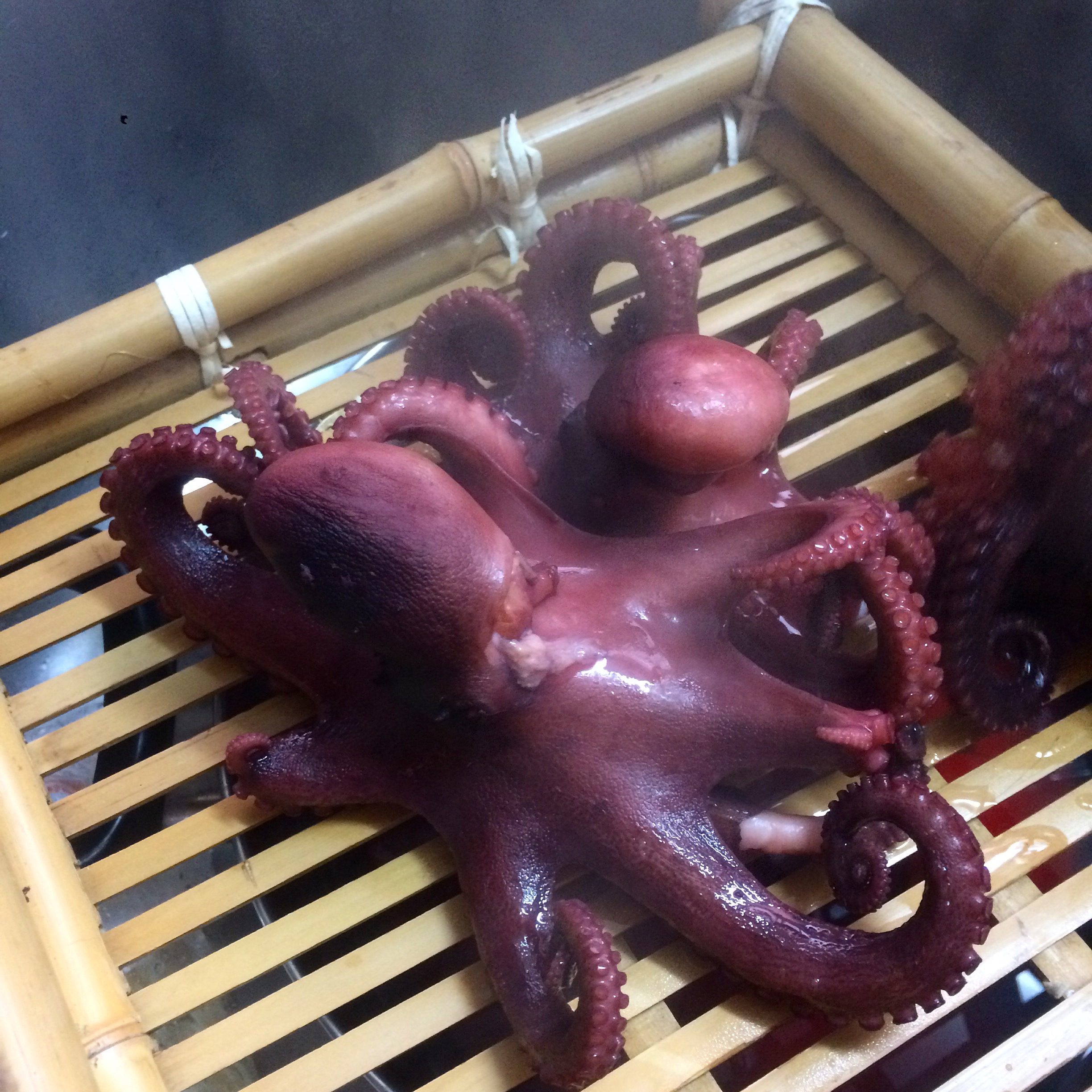 タコ?がいっぱい - 熊本県天草観光ガイド