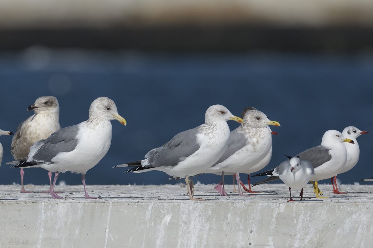 日本の野鳥 セグロカモメ Japanese Wild Birds Herring Gull