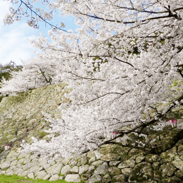 とっとり春さんぽ 〜お花見情報〜 | とっとり旅 【公式】鳥取県観光