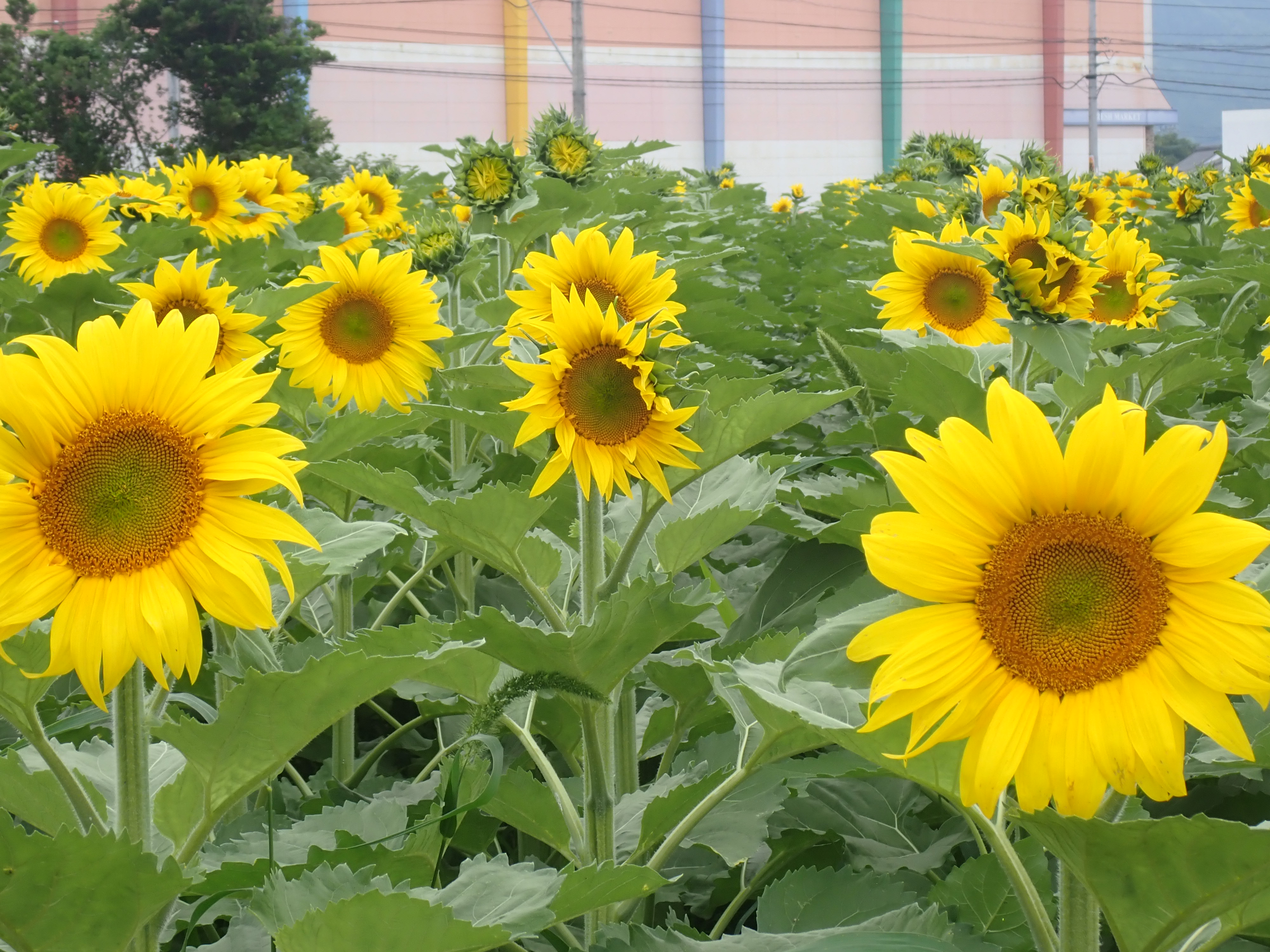 ひまわり開花状況2025（令和7年6月12日） - Manno まんのう魅力発信