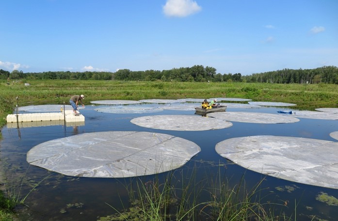 浅い湖沼では光が減ると水質が悪化する～湖底の水草と | プレス