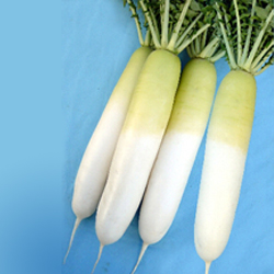 ダイコン 【D-51】 【販売終了】そろい抜群、萎黄病に強い 秋まき