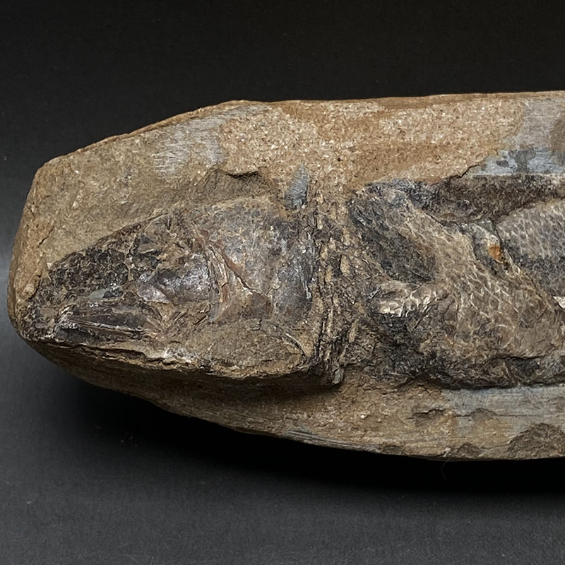 カライワシ魚化石ラコレピス iw241021a09k - 横浜中華街天宝堂本店