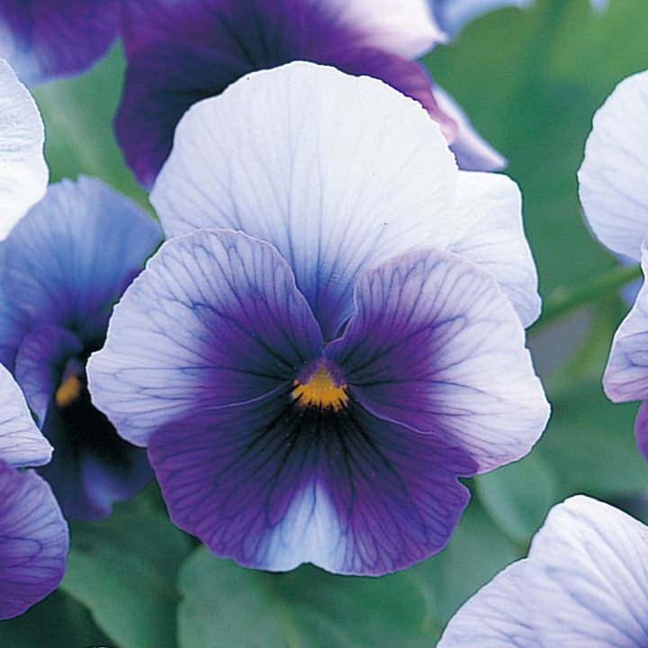 パンジー ｜ 品種カタログ ｜ 調べる ｜ タキイ種苗株式会社