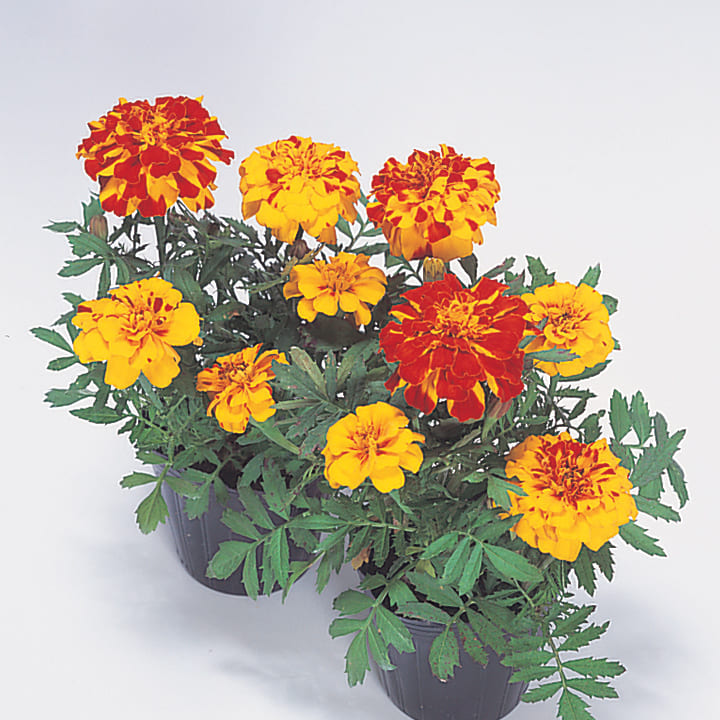 マリーゴールド ｜ 品種カタログ ｜ 調べる ｜ タキイ種苗株式会社