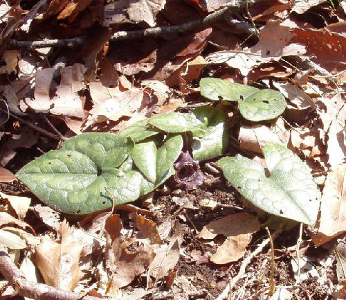 タマノカンアオイ（多摩の寒葵）