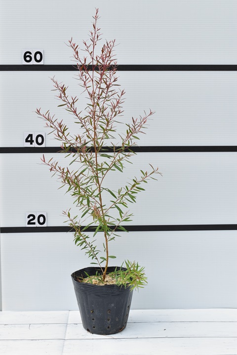 レプトスペルマム カッパーグロー｜メラレウカの生産販売 タナカ園芸