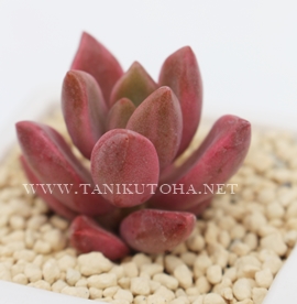 ピーチ姫,ピーチ姫通販,ピーチ姫販売,ピーチ姫殖やし方,ピーチ姫育て方