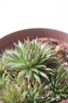 センペルビウムの販売,センペルビウムの通販センペルビウムの増やし方