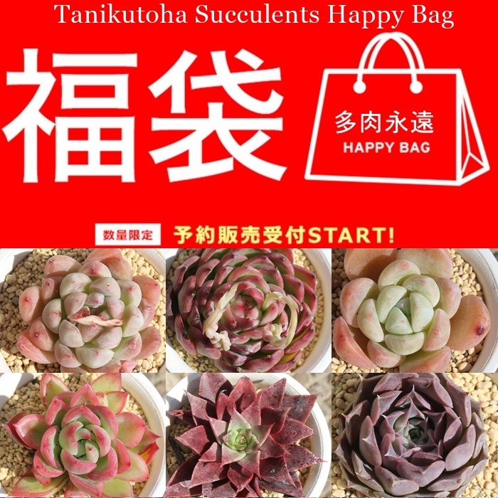 2026エケベリア 福袋,人気品種詰め合わせ,レア入り お楽しみセット