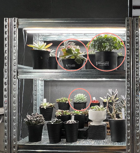 植物育成ライトで育った！ 多肉植物初心者の育て方 春秋型の成長記録