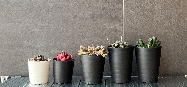 多肉植物・塊根植物・観葉植物におすすめのプラ鉢 サイズ展開の多い黒