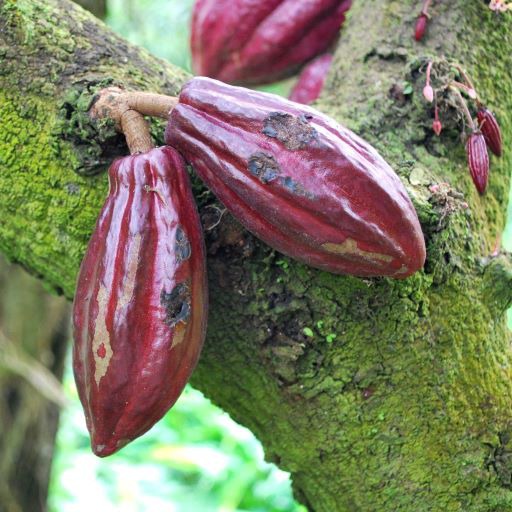 トロピカタネカ