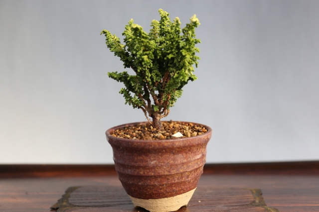 初雪石化桧 A0968☆松柏 石化桧 ミニ盆栽☆「送料無料」浦部陽向園