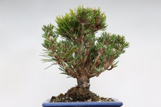 千寿丸 黒松 A1107☆松柏類 黒松 小品盆栽☆「送料無料」浦部陽向園