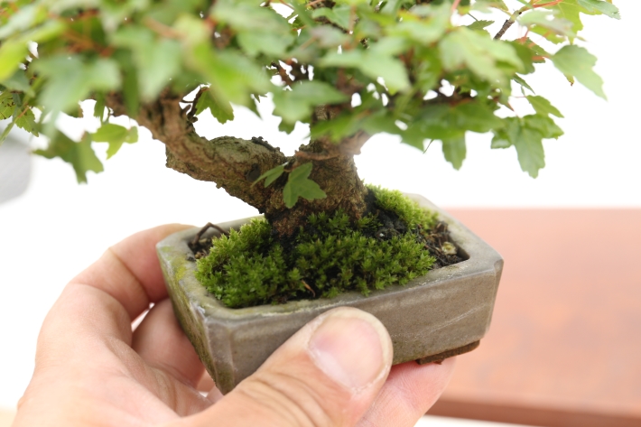 極小葉楓 A2806☆カエデ 葉物類 ミニ盆栽☆「送料無料」浦部陽向園