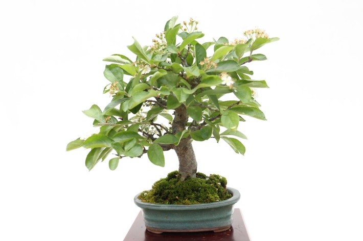 日本かまつか A2803☆カマツカ 花物実物類 小品盆栽☆「送料無料」浦部