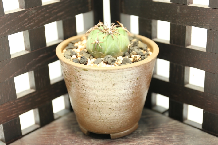 雷帝 実生 A2991☆エキノカクタス サボテン☆浦部陽向園