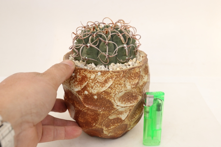 狂刺バッテリー 実生 A3165☆ギムノカリキウム サボテン☆「送料無料