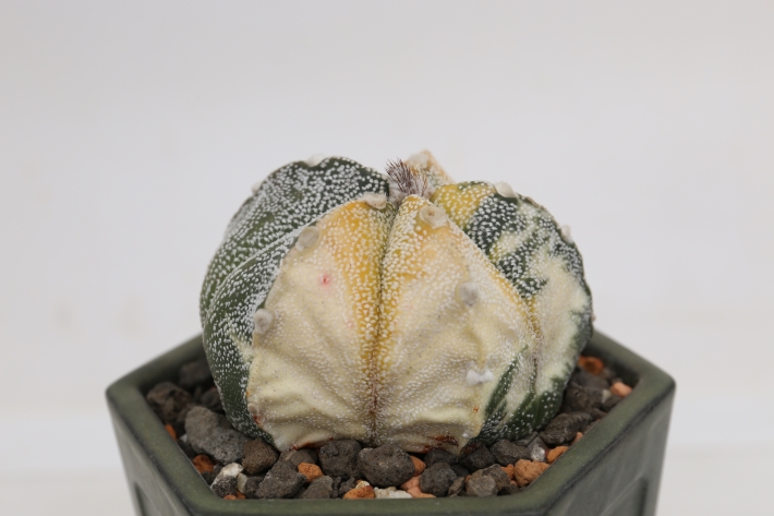 白ランポー玉×斑入りスーパー兜 実生 A3160☆アストロフィツム