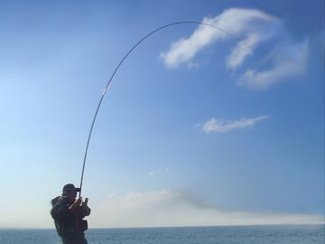 ダイワ オレガ一徹1号-50 - フカセでチヌ！