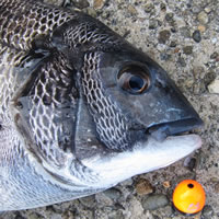 ダイワ HX大島1号-53 - フカセでチヌ！