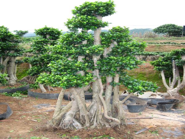 China Ficus Microcarpa Forest Shape Big Ficus Bonsai Tree factory