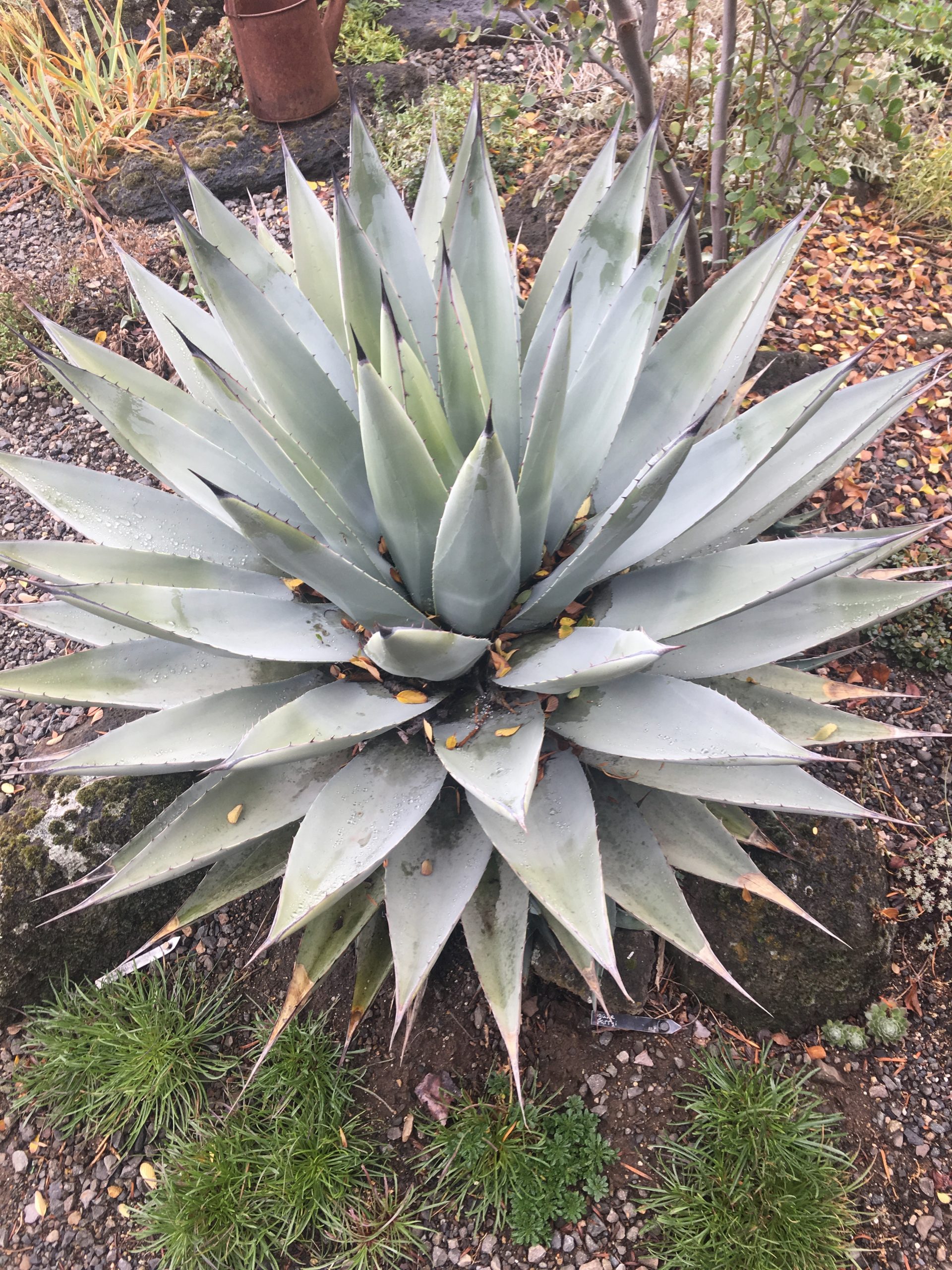 Agave parryi ssp. neomexicana - Xera Plants