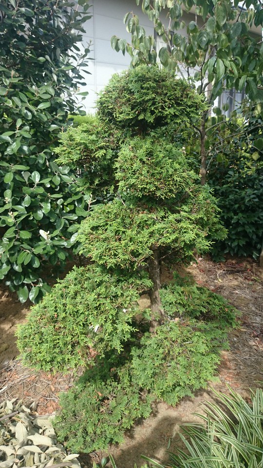 黒松 門かぶり 美品 販売 価格 | 有限会社 山田植木