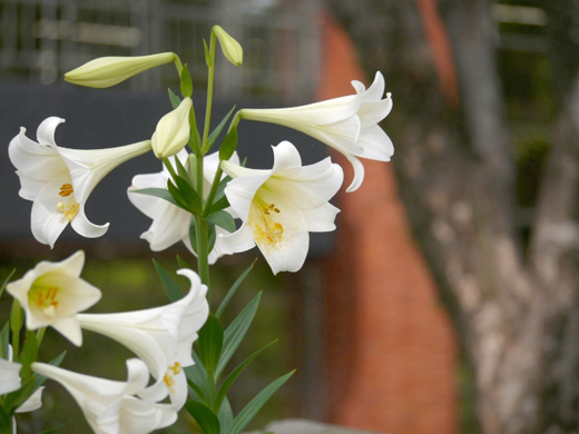 テッポウユリがあるお庭（シンテッポウユリ/タカサゴユリ）｜山崎造園