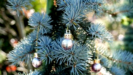 コニファーの最高峰！クリスマスの木・プンゲンストウヒ(コロラド