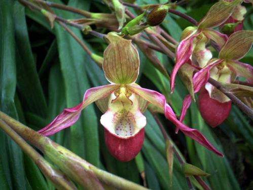 フラグミペディウムとは｜ヤサシイエンゲイ