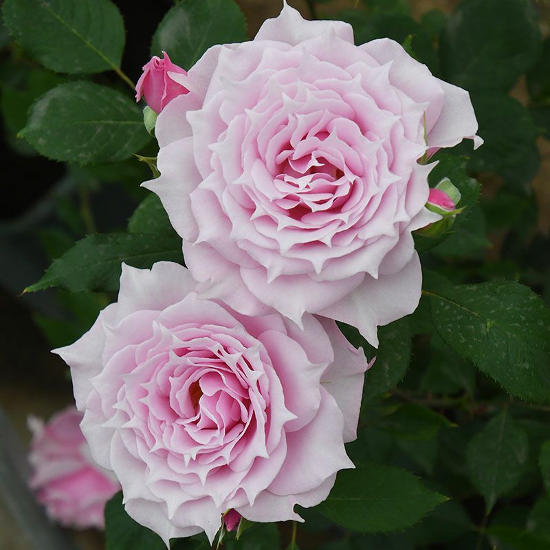 バラ苗 【エリクシル】 (大苗) フロリバンダ 四季咲き 中輪 ピンク系