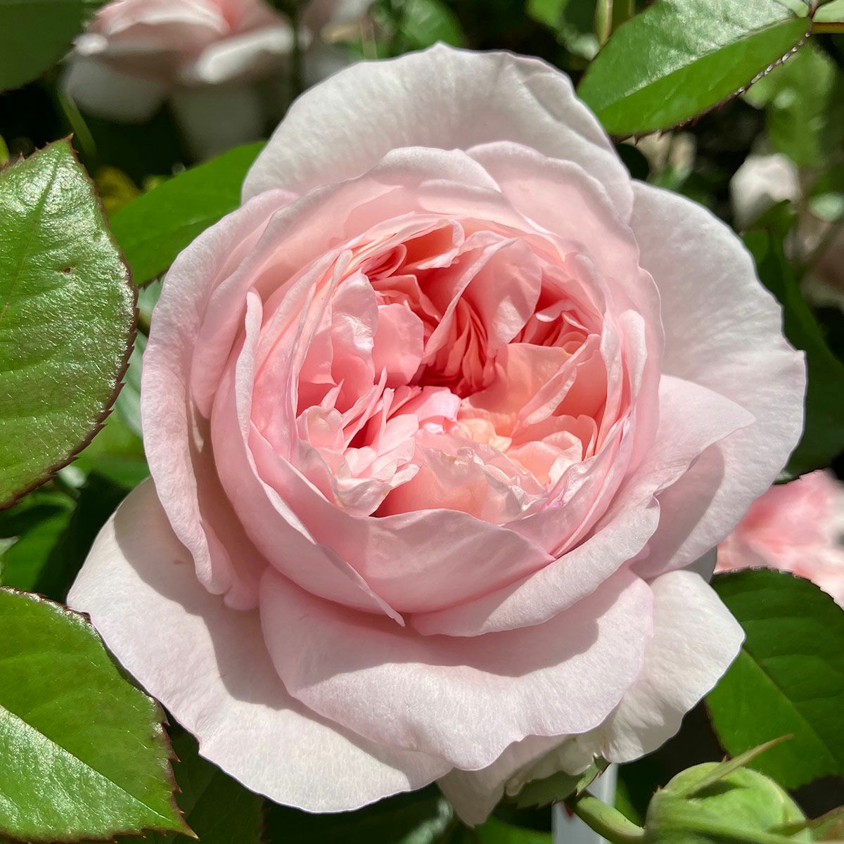 予約新苗 | THE ROSE SHOP｜バラ専門店 ザローズショップ 本店 - バラ