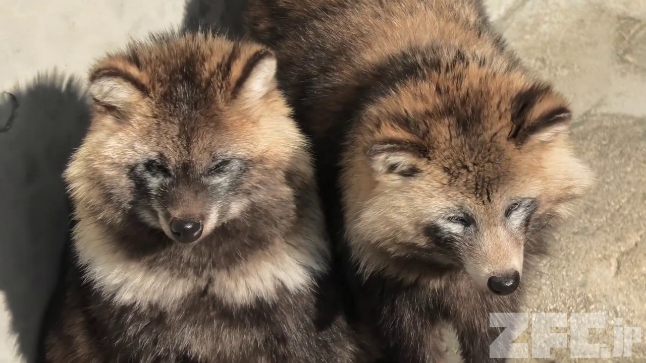 タヌキ | 動物図鑑 | ZFC.jp