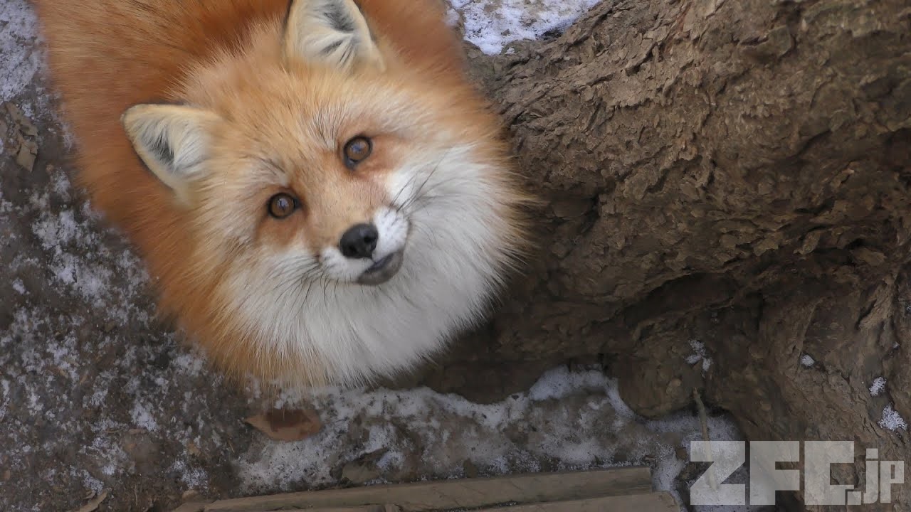 キタキツネ | 動物図鑑 | ZFC.jp