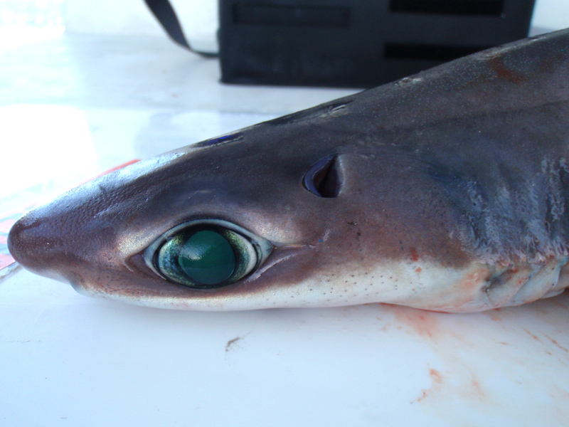 オキナワヤジリザメ(2010.08.13) - WEB魚図鑑