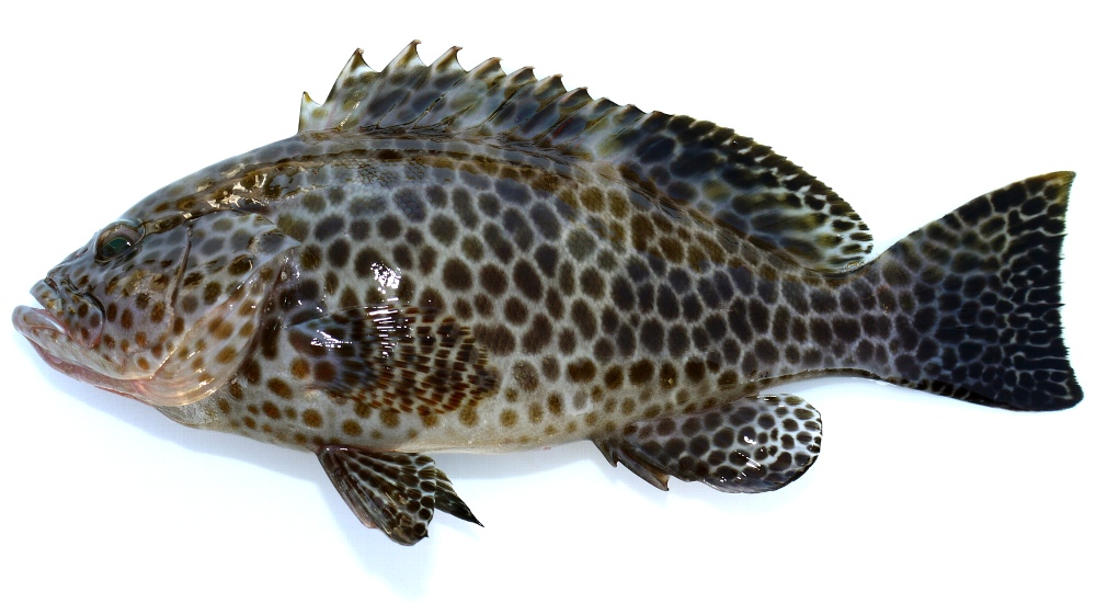 オオモンハタ - WEB魚図鑑