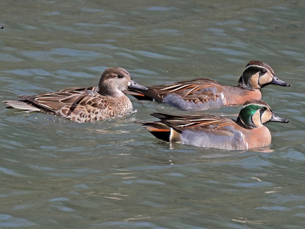 トモエガモ(2026.03.01) - 日本の野鳥識別図鑑