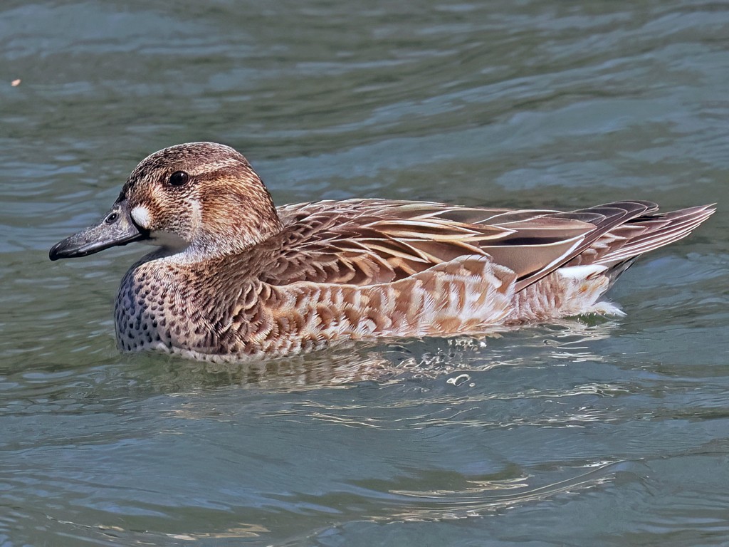 トモエガモ(2026.03.01) - 日本の野鳥識別図鑑