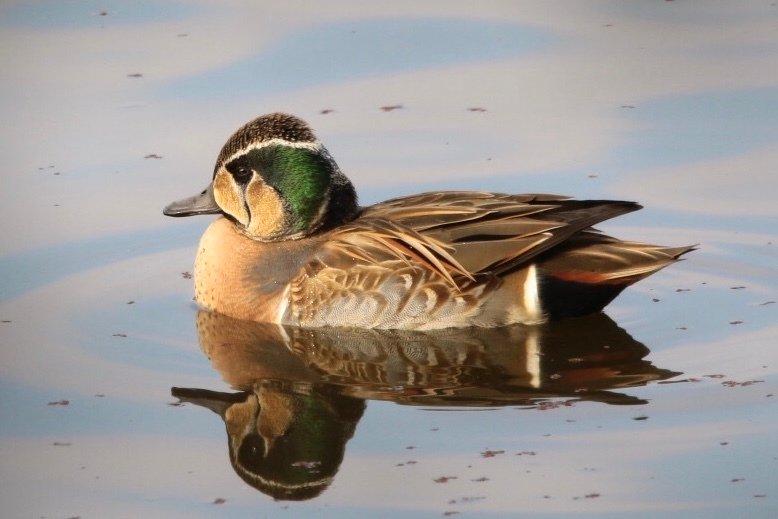 トモエガモ(2019.12.22) - 日本の野鳥識別図鑑